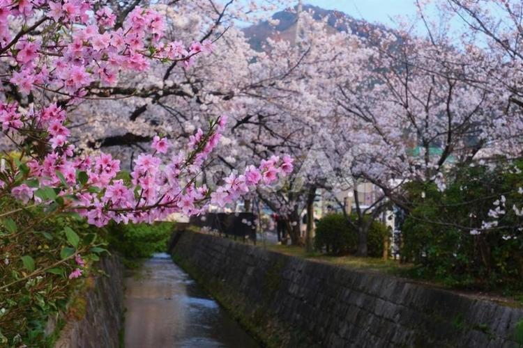 桜　自然　春　疏水 桜,自然,春の写真素材