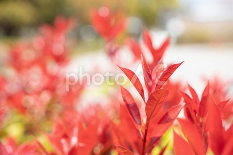 ベニカナメモチの葉っぱの壁紙 葉っぱ,葉,赤の写真素材