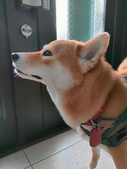 おすまし顔の柴犬です! おすまし顔の柴犬です!の写真
