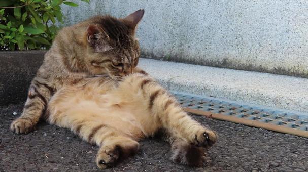 夕涼みしながら毛繕いに励むもふもふな猫 夕涼みしながら毛繕いに励むもふもふな猫 猫,キジトラ,毛繕いの写真素材