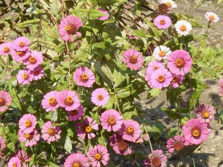 【花の写真】 ヒャクニチソウ（百日草） 百日草,ヒャクニチソウ,植物の写真素材