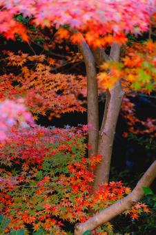 彩り豊かな紅葉と木の幹のアップ 彩り豊かな紅葉と木の幹のアップ 紅葉,もみじ,秋の写真素材
