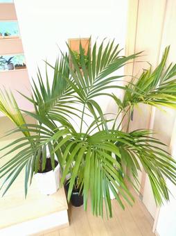 大型観葉植物 ケンチャヤシ 10号鉢 大型観葉植物 ケンチャヤシ 10号鉢 大型観葉植物,ケンチャヤシ,ヤシの木の写真素材