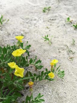 Photo, evening primrose, bead at night, flower, 