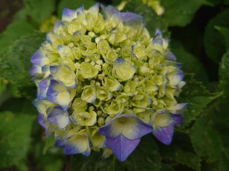 紫陽花 咲き始めました 紫陽花 咲き始めましたの写真