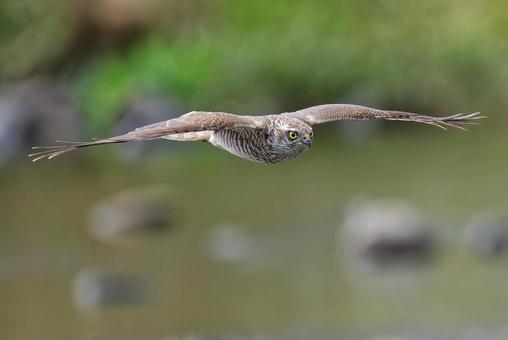 川の上を滑空するハイタカ幼鳥 ハイタカ,灰鷹,鷂の写真素材