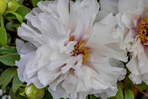 綺麗に咲いたボタンの花 綺麗に咲いたボタンの花の写真