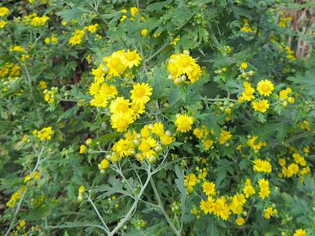 キクタニギク キクタニギク,菊谷菊,アワコガネギクの写真素材