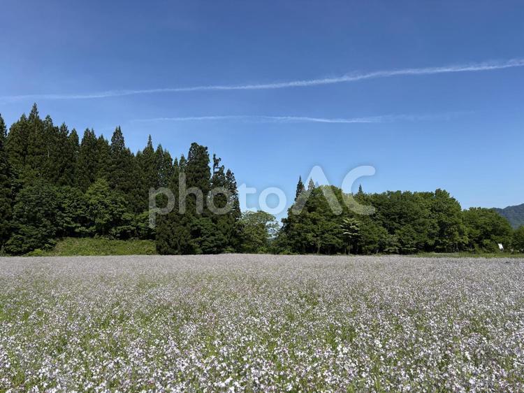 アサギ大根の花畑 アサギ大根,花畑,大根の花の写真素材