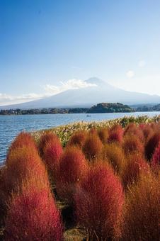 秋の河口湖 コキア越しの富士山 秋の河口湖 コキア越しの富士山の写真