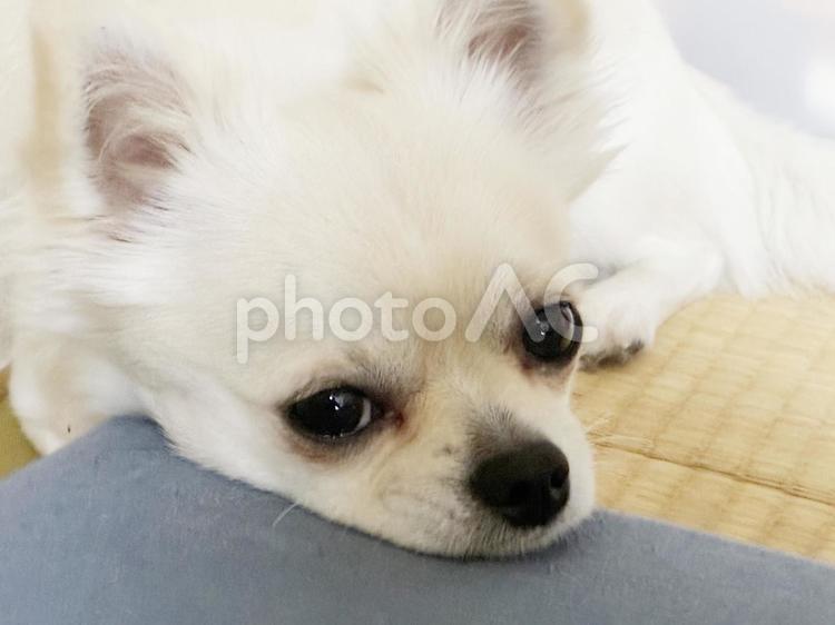 白いチワワのアップ チワワ,ペット,犬の写真素材