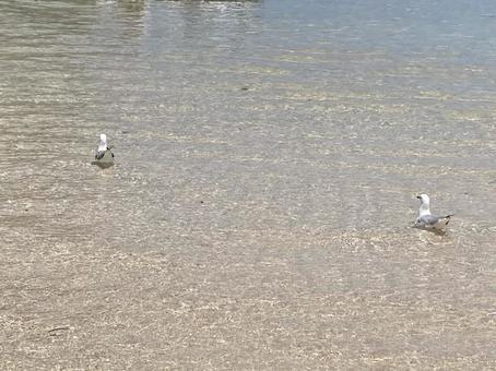 漂うカモメ グレートバリアリーフ,海,カモメの写真素材