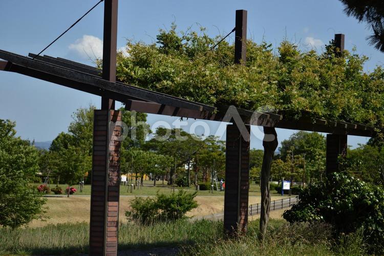 夏の緑の藤棚 夏,藤棚,緑の写真素材
