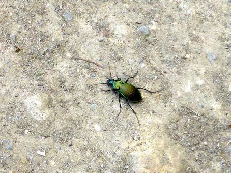 山林の小道で見つけたアオオサムシ アオオサムシ,虫,昆虫の写真素材