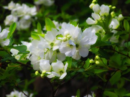 リキュウバイの写真