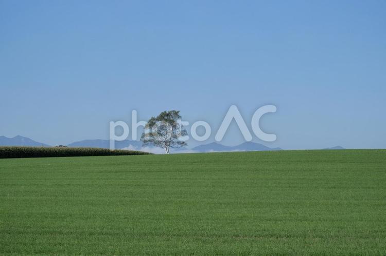 畑の中の1本の白樺 北海道,白樺,一本の木の写真素材