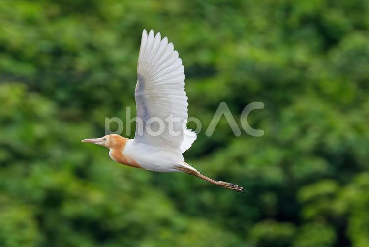 夏の山間を飛行するアマサギ成鳥 アマサギ,亜麻鷺,サギの写真素材