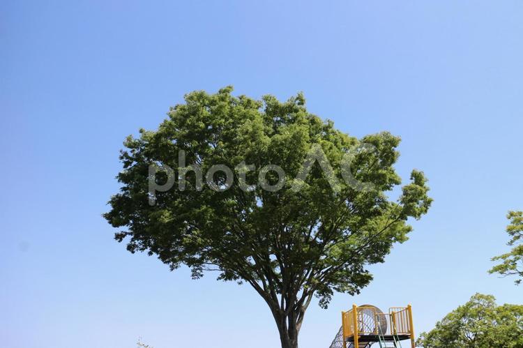 大きな木　すべりだい　空 木,大きい,一本の写真素材