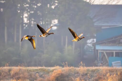 マガンの飛翔⑴ 鳥,マガン,野鳥の写真素材