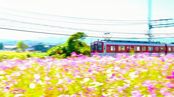 コスモス畑沿線を快走する近鉄列車 コスモス畑沿線を快走する近鉄列車 の写真