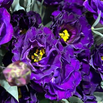 トルコキキョウ トルコキキョウ トルコキキョウ,花,アップの写真素材