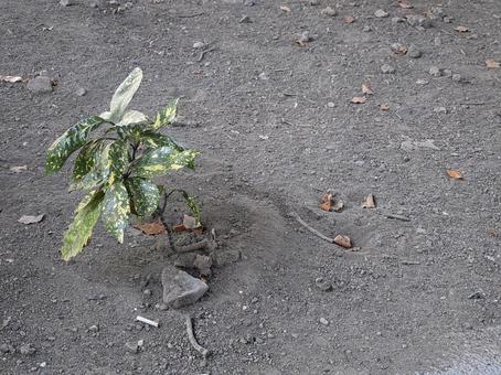 砂地と草 砂地と草の写真