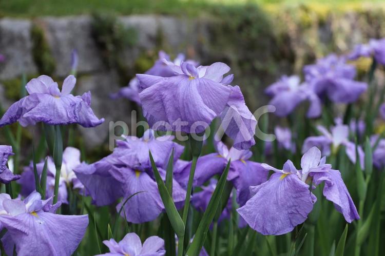 花しょうぶ　藤代 花しょうぶ,藤代,ふじしろの写真素材