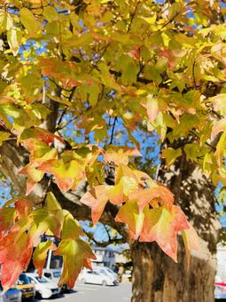 秋の紅葉 秋の紅葉の写真