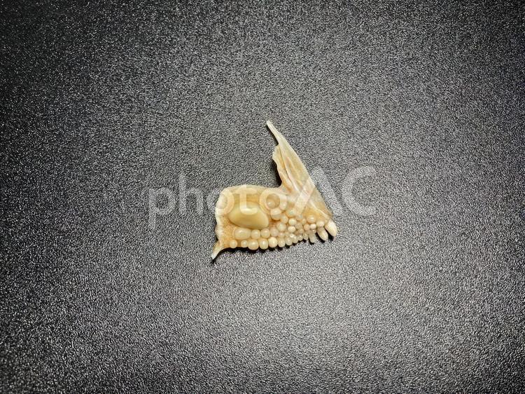 ヘダイ　前上顎骨(左) 魚の骨,魚骨,骨格標本の写真素材