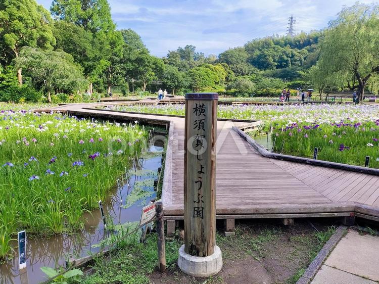 横須賀しょうぶ園　菖蒲田と看板と木道 横須賀しょうぶ園,花菖蒲,菖蒲田の写真素材