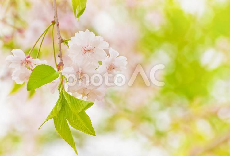 八重の枝垂れ桜のアップ 桜,花,春の写真素材