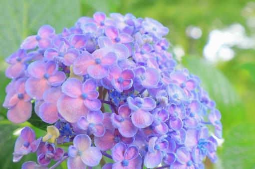 あじさい８の写真