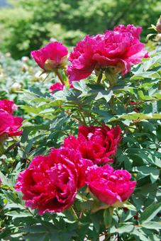ボタンの花 ボタンの花の写真