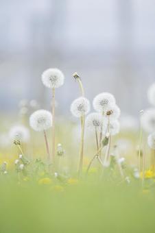 春の野原に咲くタンポポの綿毛 タンポポ,花,たんぽぽの写真素材