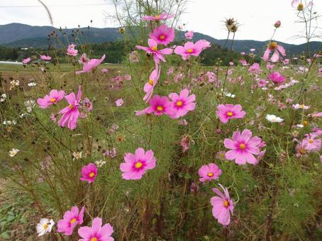 秋風に揺れるコスモス 秋風に揺れるコスモス コスモス,ピンク,自然の写真素材