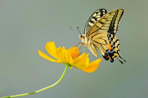 黄色い花とキアゲハ 黄色い花とキアゲハ キアゲハ,黄揚羽,アゲハ蝶の写真素材