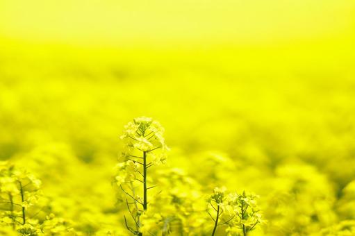菜の花畑 菜の花畑の写真