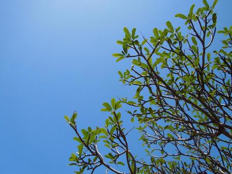 木と青空（ハワイ）の写真