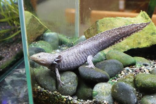 Photo, wooper looper, mexican salamander, amphibian, 