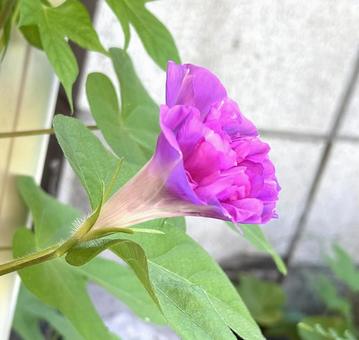 朝顔 朝顔 朝顔,アサガオ,あさがおの写真素材