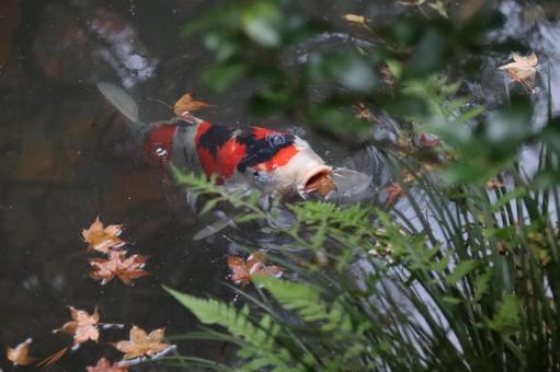 秋の池の鯉 秋の池の鯉の写真