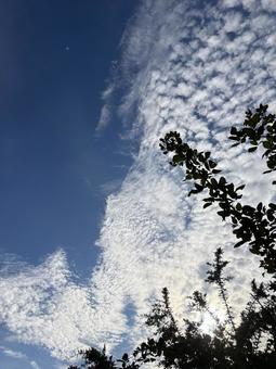 うろこ雲 自然,秋の空,うろこ雲の写真素材