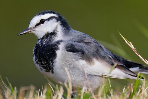 ハクセキレイ冬羽の雄、クローズアップ ハクセキレイ,白鶺鴒,セキレイの写真素材