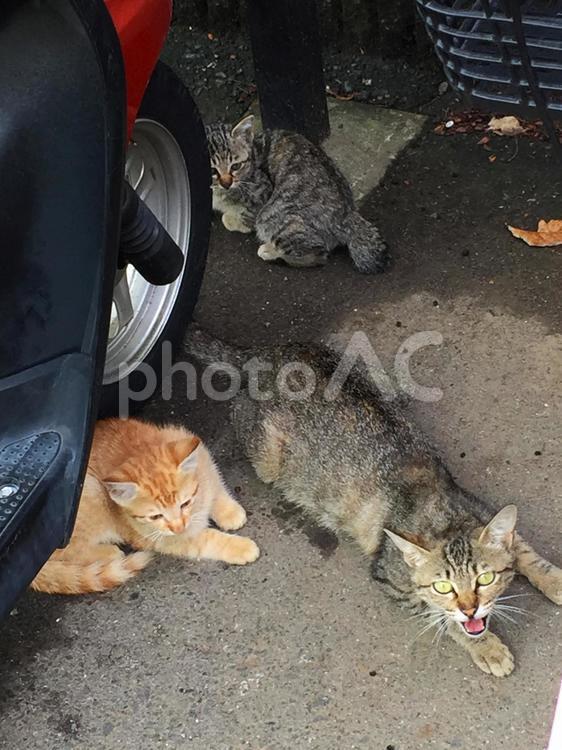 バイクの下に猫3匹 ネコ,ニャンコ,ペットの写真素材