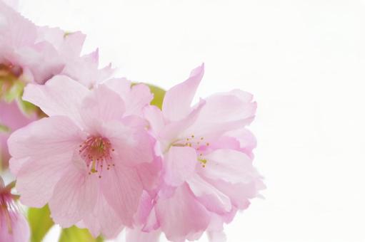 桜 桜,アップ,春の写真素材