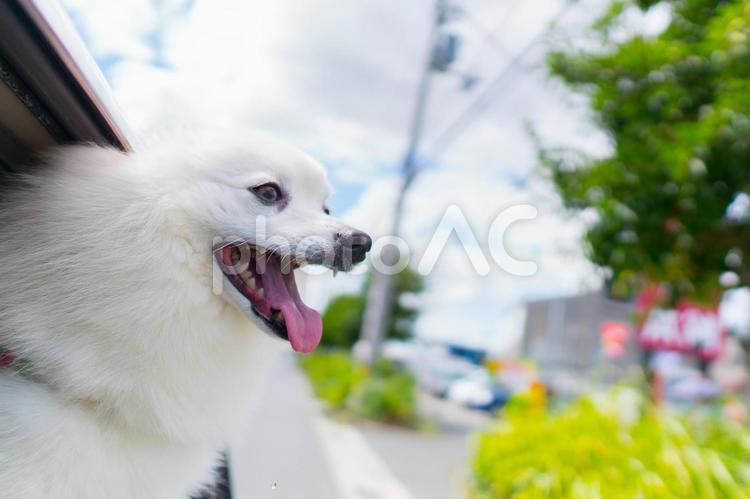車の窓から顔を出す犬 スピッツ,車,窓の写真素材