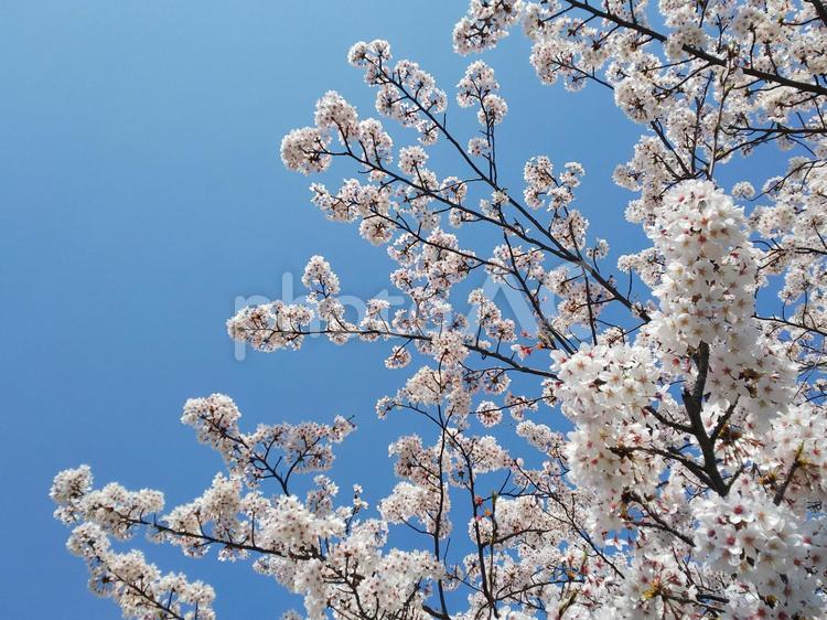 満開の桜の花 桜,青い空,自然の写真素材