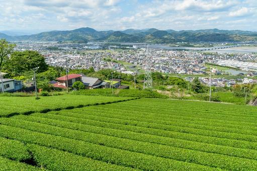 島田市 金谷の茶畑と街並み(静岡) 島田市 金谷の茶畑と街並み(静岡)の写真