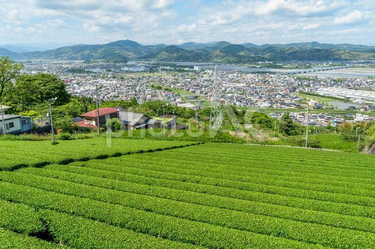 島田市 金谷の茶畑と街並み（静岡） 島田市,金谷,静岡の写真素材