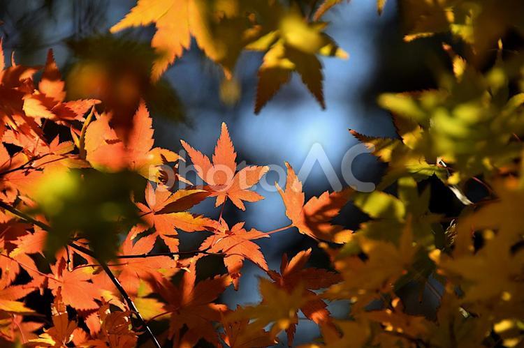 木漏れ日の中の紅葉 紅葉,もみじ,モミジの写真素材